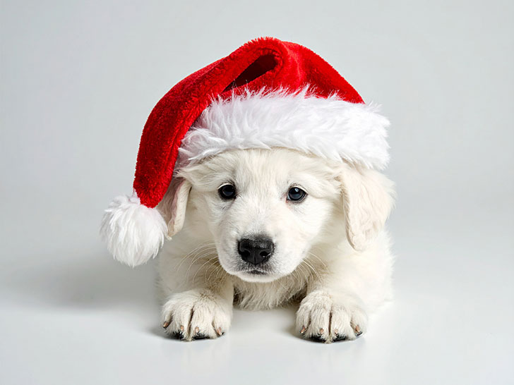 サンタクロースの帽子をかぶった白い子犬