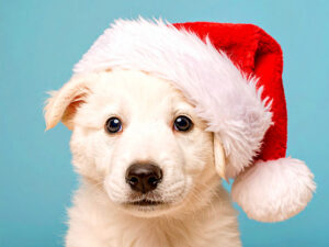 サンタクロースの帽子をかぶった白い子犬