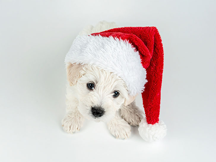 サンタクロースの帽子をかぶった白い子犬