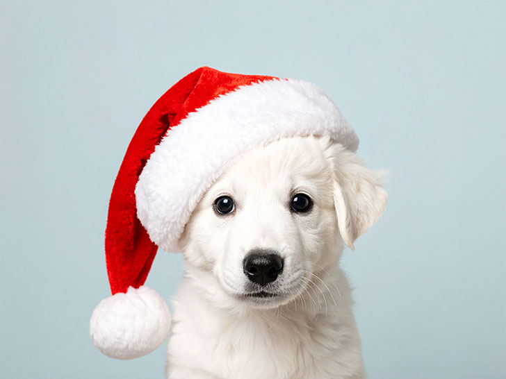 サンタクロースの帽子をかぶった白い子犬