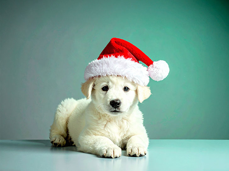 サンタクロースの帽子をかぶった白い子犬