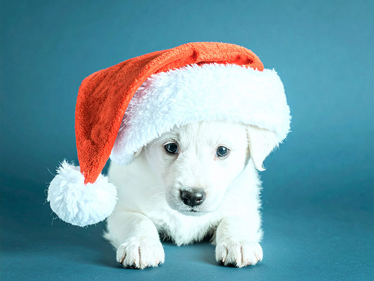 サンタクロースの帽子をかぶった白い子犬