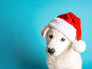 サンタクロースの帽子をかぶった白い子犬