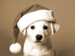 サンタクロースの帽子をかぶった白い子犬