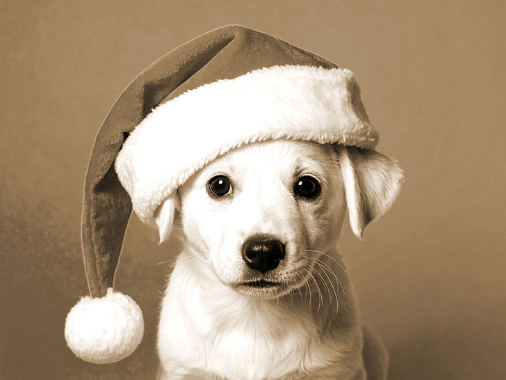 サンタクロースの帽子をかぶった白い子犬