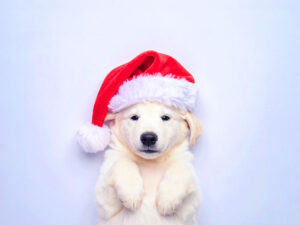 サンタクロースの帽子をかぶった白い子犬