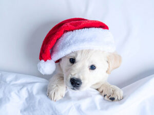 サンタクロースの帽子をかぶった白い子犬