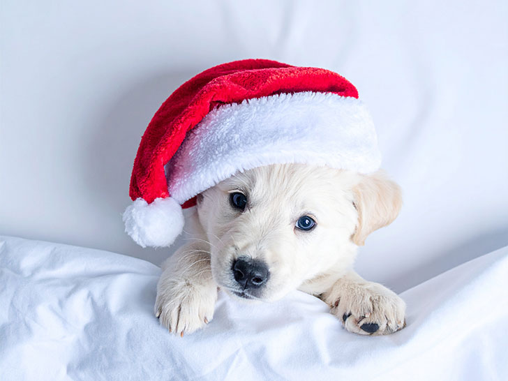 サンタクロースの帽子をかぶった白い子犬