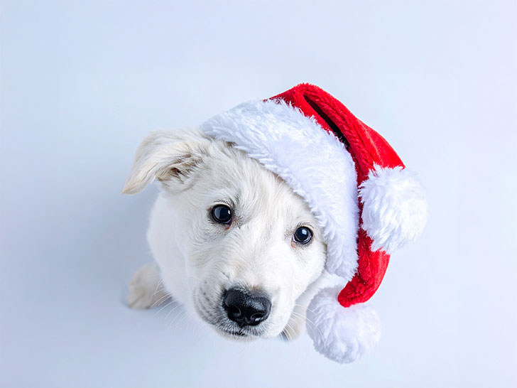 サンタクロースの帽子をかぶった白い子犬