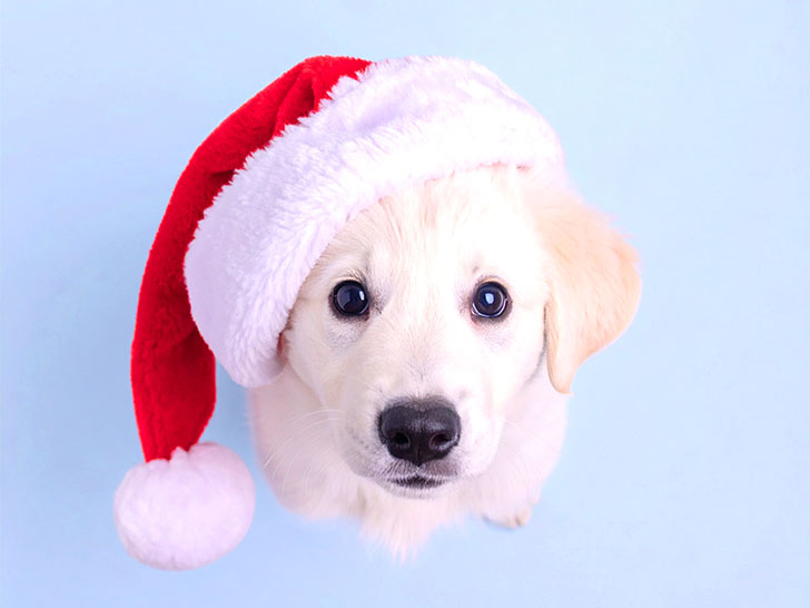 サンタクロースの帽子をかぶった白い子犬