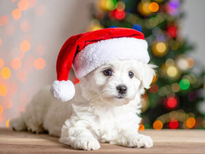 サンタクロースの帽子をかぶった白い子犬