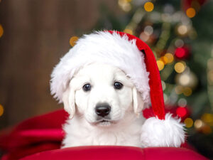 サンタクロースの帽子をかぶった白い子犬