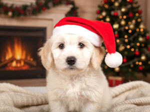 サンタクロースの帽子をかぶった白い子犬