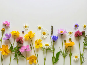 色とりどりのたくさんの花