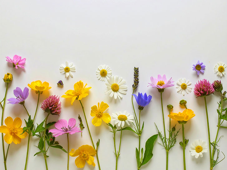 色とりどりのたくさんの花