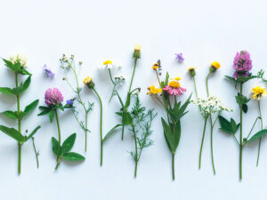 色とりどりのたくさんの花