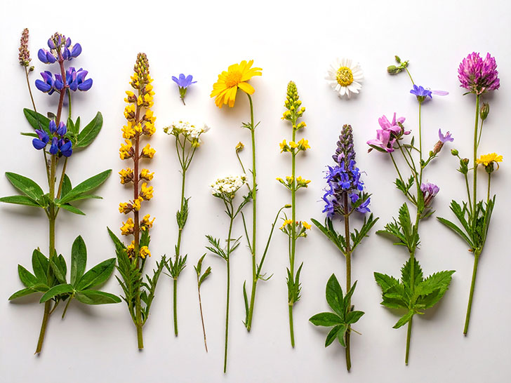 色とりどりのたくさんの花