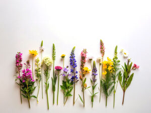 色とりどりのたくさんの花