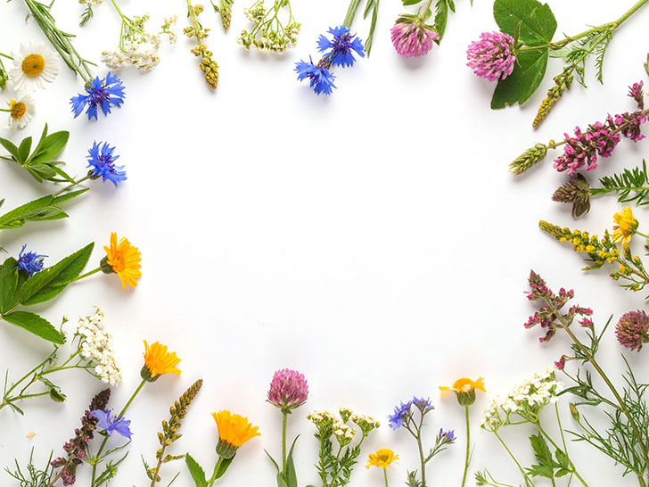 色とりどりのたくさんの花