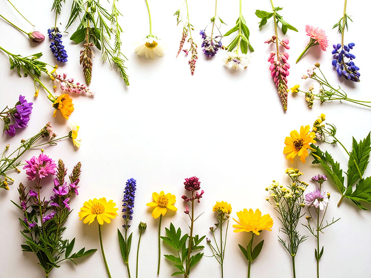 色とりどりのたくさんの花