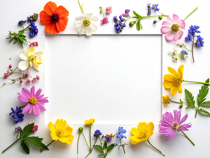 色とりどりのたくさんの花