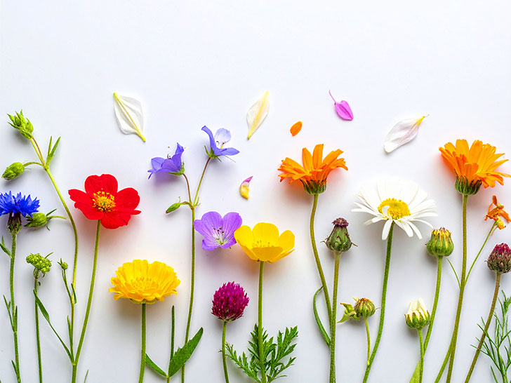 色とりどりのたくさんの花