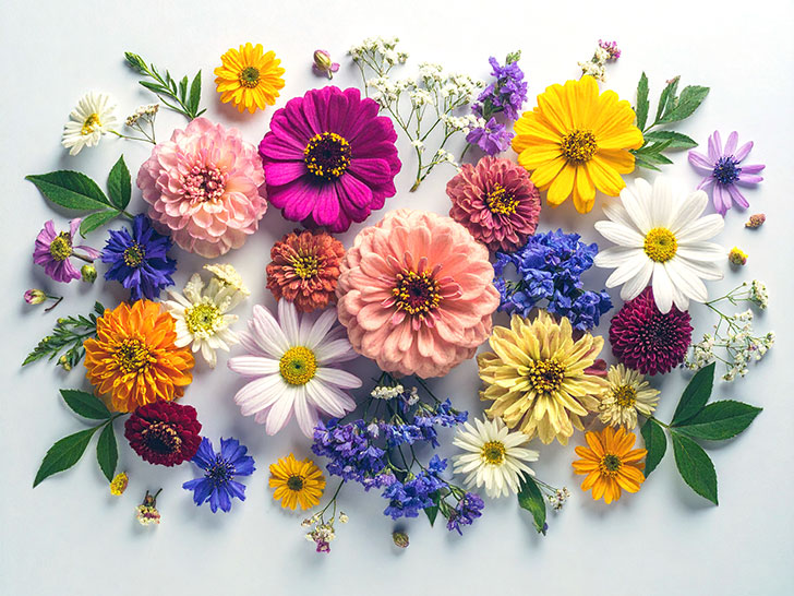 色とりどりのたくさんの花