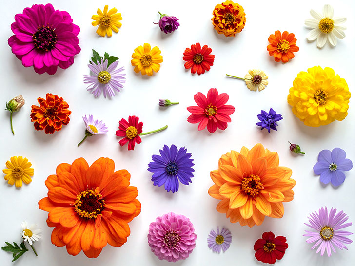 色とりどりのたくさんの花