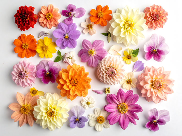 色とりどりのたくさんの花