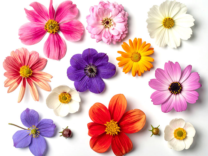 色とりどりのたくさんの花