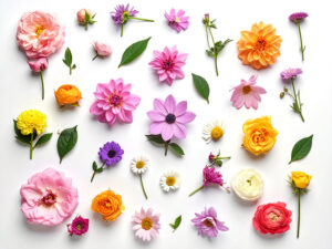 色とりどりのたくさんの花