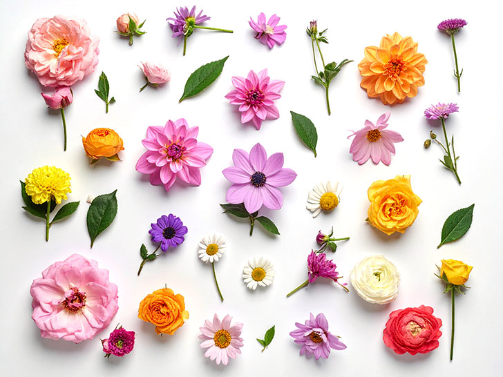 色とりどりのたくさんの花