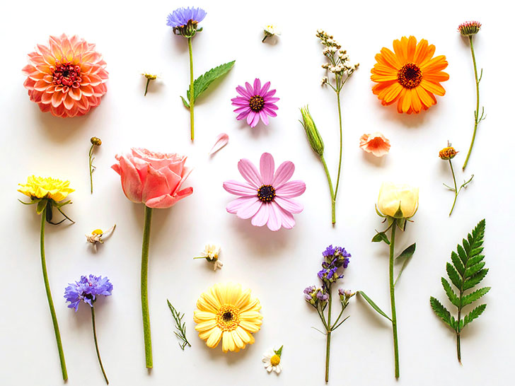 色とりどりのたくさんの花