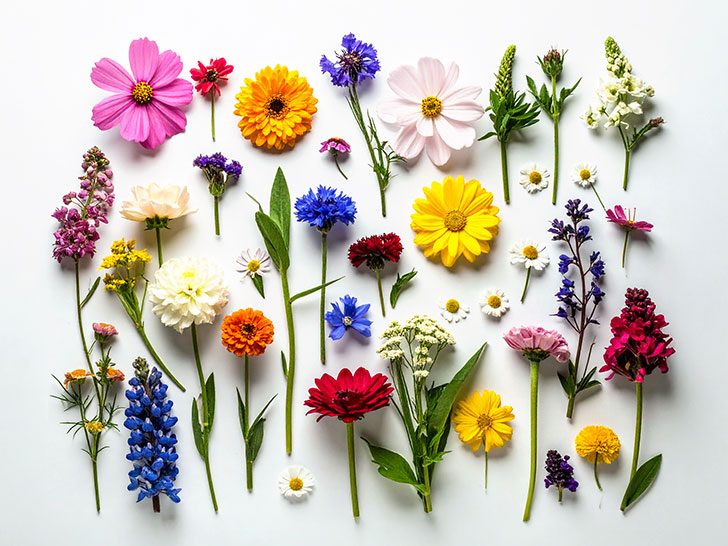 色とりどりのたくさんの花