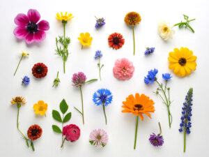 色とりどりのたくさんの花