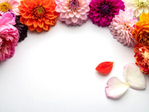 色とりどりのたくさんの花