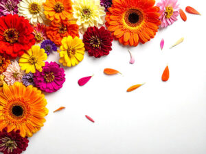 色とりどりのたくさんの花