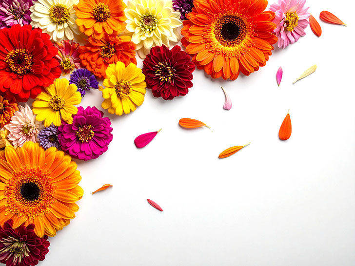 色とりどりのたくさんの花