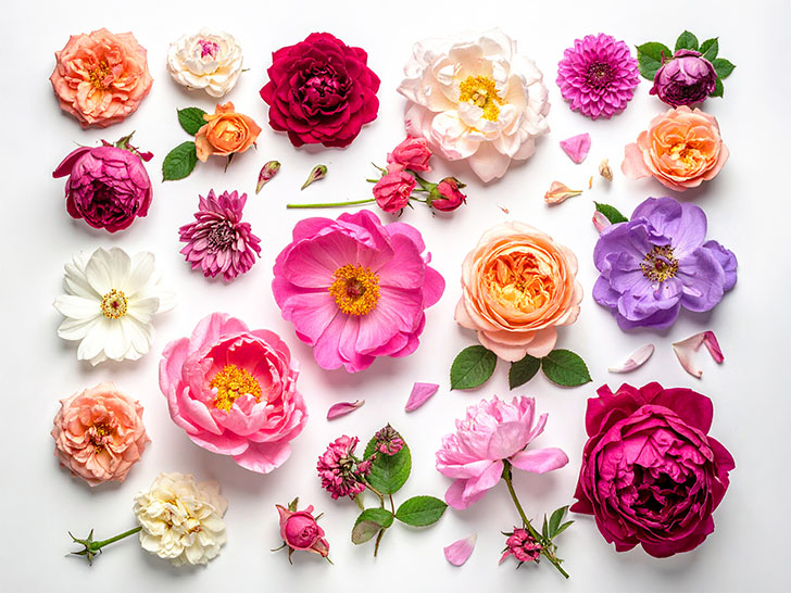 色とりどりのたくさんの花