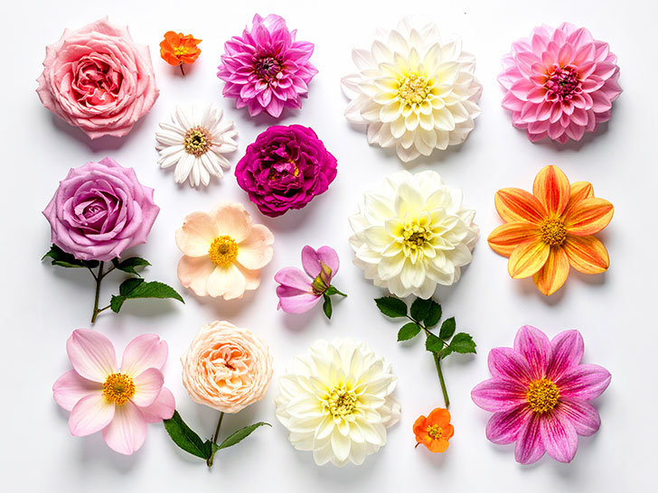 色とりどりのたくさんの花