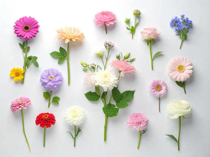 色とりどりのたくさんの花