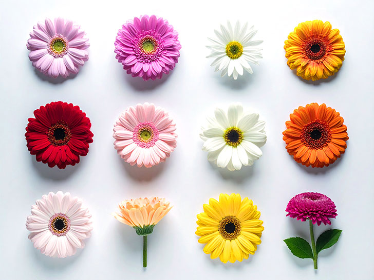 色とりどりのたくさんの花