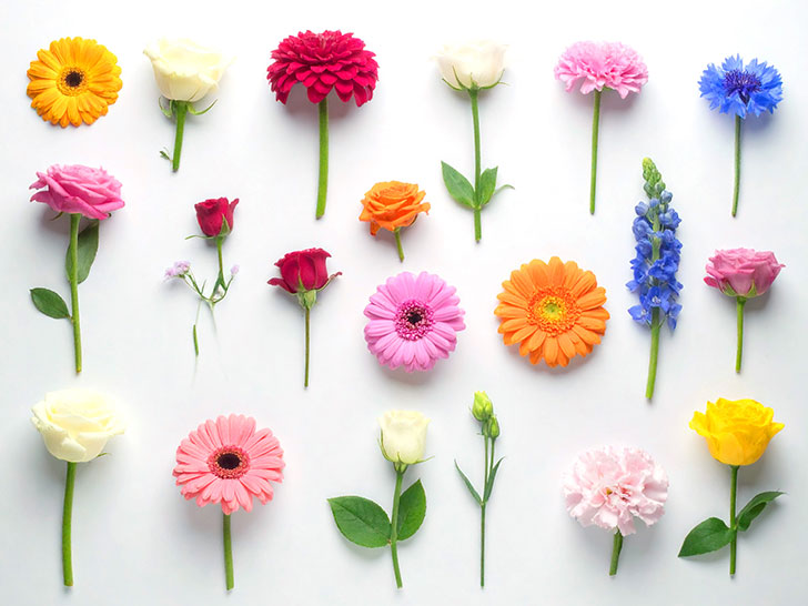 色とりどりのたくさんの花