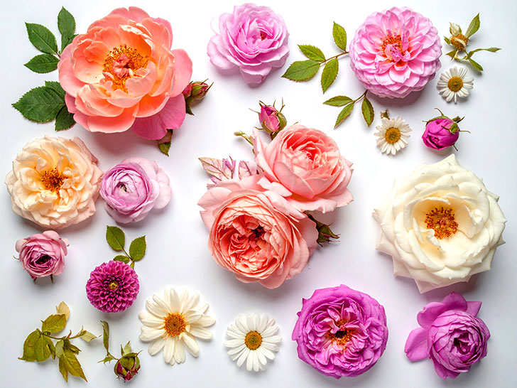 色とりどりのたくさんの花