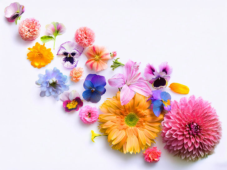 色とりどりのたくさんの花