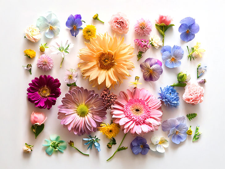 色とりどりのたくさんの花