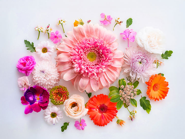 色とりどりのたくさんの花