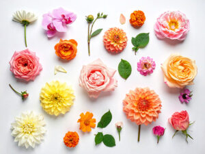 色とりどりのたくさんの花