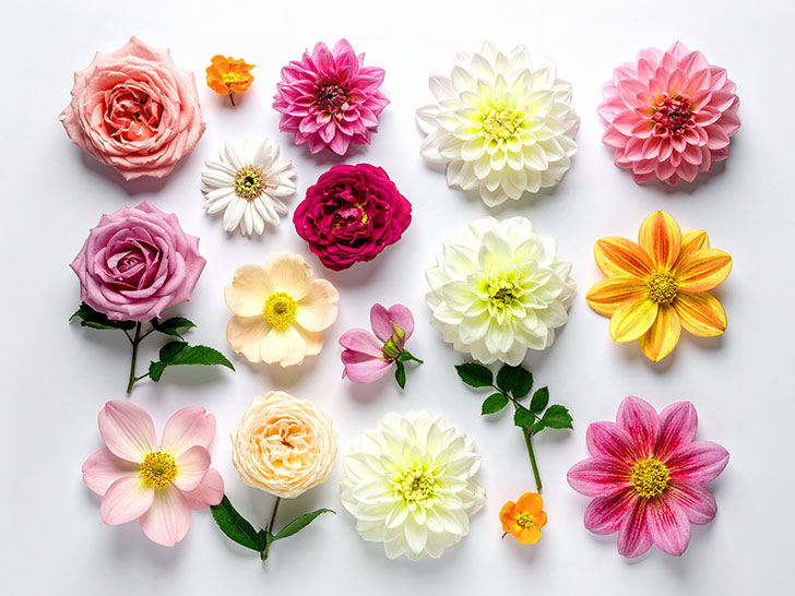 色とりどりのたくさんの花