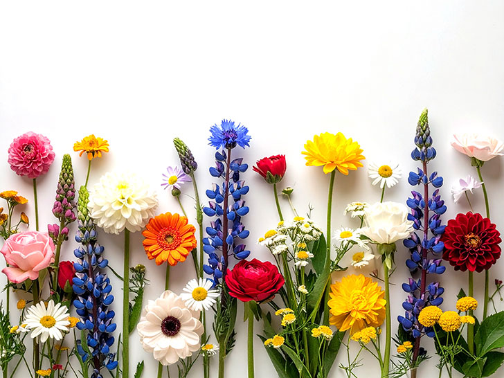 色とりどりのたくさんの花